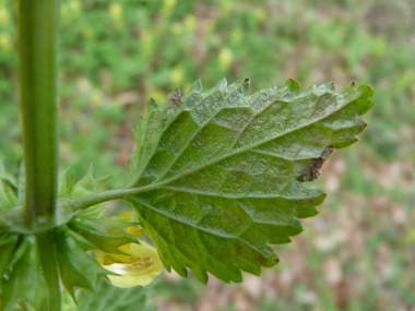 Verso des feuilles. Agrandir dans une nouvelle fenêtre (ou onglet)