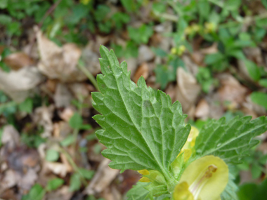 Verso des feuilles. Agrandir dans une nouvelle fenêtre (ou onglet)