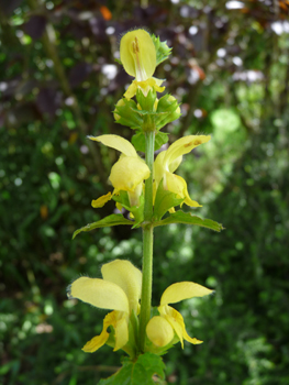 Grandes fleurs jaunes disposées en verticilles espacés. Agrandir dans une nouvelle fenêtre (ou onglet)