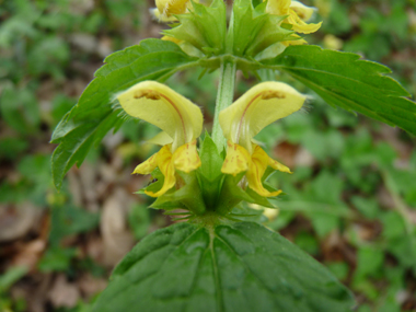 Grandes fleurs jaunes disposées en verticilles espacés. Agrandir dans une nouvelle fenêtre (ou onglet)