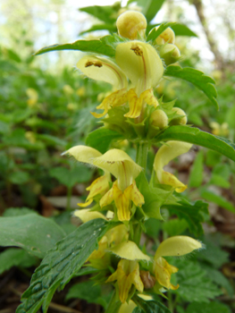 Grandes fleurs jaunes disposées en verticilles espacés. Agrandir dans une nouvelle fenêtre (ou onglet)