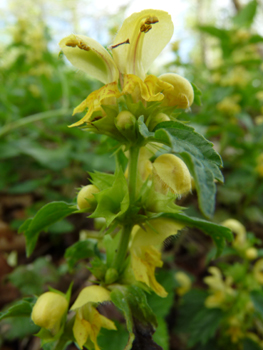 Grandes fleurs jaunes disposées en verticilles espacés. Agrandir dans une nouvelle fenêtre (ou onglet)