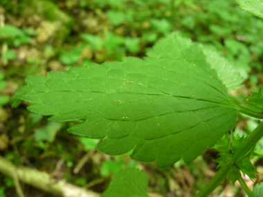 Feuilles opposées décussées. Agrandir dans une nouvelle fenêtre (ou onglet)