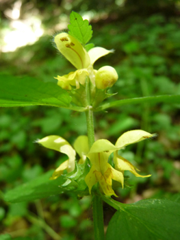 Grandes fleurs jaunes disposées en verticilles espacés. Agrandir dans une nouvelle fenêtre (ou onglet)