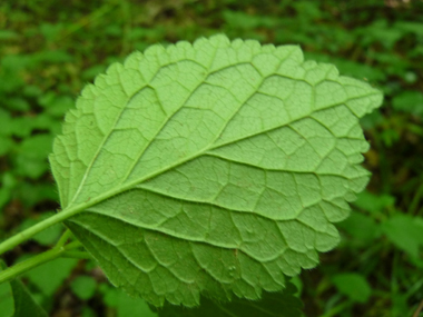 Verso des feuilles. Agrandir dans une nouvelle fenêtre (ou onglet)