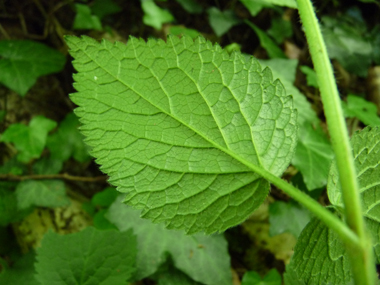 Verso des feuilles. Agrandir dans une nouvelle fenêtre (ou onglet)