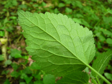 Verso des feuilles. Agrandir dans une nouvelle fenêtre (ou onglet)