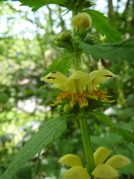 Grandes fleurs jaunes disposées en verticilles espacés. Agrandir dans une nouvelle fenêtre (ou onglet)