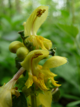 Grandes fleurs jaunes disposées en verticilles espacés. Agrandir dans une nouvelle fenêtre (ou onglet)