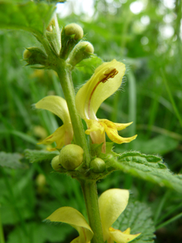 Grandes fleurs jaunes disposées en verticilles espacés. Agrandir dans une nouvelle fenêtre (ou onglet)