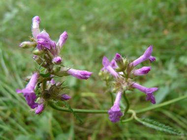 Fleurs purpurines ou exceptionnellement blanches dont le calice est en forme de cloche. Agrandir dans une nouvelle fenêtre (ou onglet)