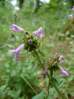 Fleurs purpurines ou exceptionnellement blanches dont le calice est en forme de cloche. Agrandir dans une nouvelle fenêtre (ou onglet)