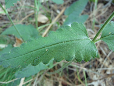 Feuilles opposées et pétiolées. Agrandir dans une nouvelle fenêtre (ou onglet)