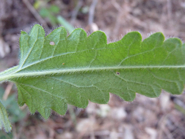 Face inférieure de la feuille. Agrandir dans une nouvelle fenêtre (ou onglet)