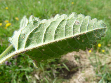 Face inférieure de la feuille. Agrandir dans une nouvelle fenêtre (ou onglet)