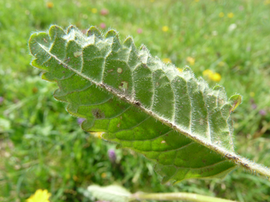 Face inférieure de la feuille. Agrandir dans une nouvelle fenêtre (ou onglet)