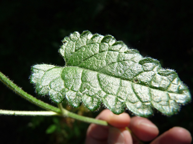 Feuilles opposées et pétiolées. Agrandir dans une nouvelle fenêtre (ou onglet)