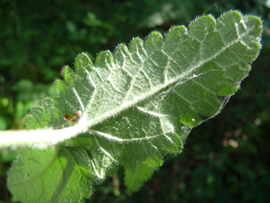 Face inférieure de la feuille. Agrandir dans une nouvelle fenêtre (ou onglet)