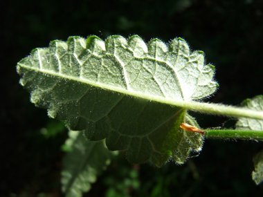 Face inférieure de la feuille. Agrandir dans une nouvelle fenêtre (ou onglet)