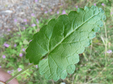 Feuilles opposées et pétiolées. Agrandir dans une nouvelle fenêtre (ou onglet)