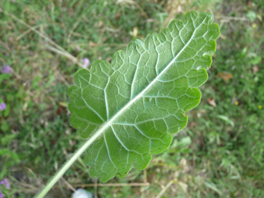 Face inférieure de la feuille. Agrandir dans une nouvelle fenêtre (ou onglet)