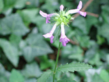 Fleurs purpurines ou exceptionnellement blanches dont le calice est en forme de cloche. Agrandir dans une nouvelle fenêtre (ou onglet)