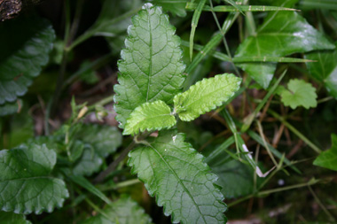 Feuilles opposées et pétiolées. Agrandir dans une nouvelle fenêtre (ou onglet)