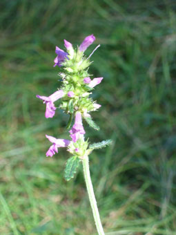 Fleurs purpurines ou exceptionnellement blanches dont le calice est en forme de cloche. Agrandir dans une nouvelle fenêtre (ou onglet)