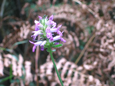 Fleurs purpurines ou exceptionnellement blanches dont le calice est en forme de cloche. Agrandir dans une nouvelle fenêtre (ou onglet)