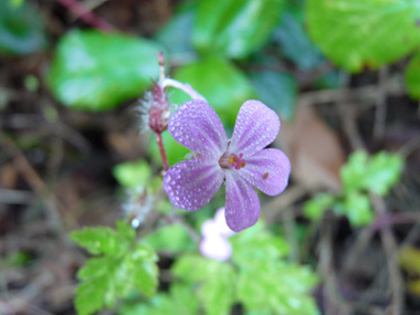 Fleurs généralement roses mais pouvant exceptionnellement être rouges voire blanches. Groupées par 2, on notera que ses étamines sont rouges. Agrandir dans une nouvelle fenêtre (ou onglet)