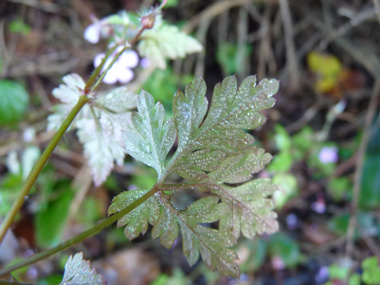 Face inférieure de la feuille. Agrandir dans une nouvelle fenêtre (ou onglet)