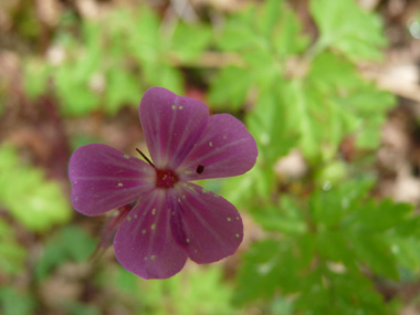 Fleurs généralement roses mais pouvant exceptionnellement être rouges voire blanches. Groupées par 2, on notera que ses étamines sont rouges. Agrandir dans une nouvelle fenêtre (ou onglet)