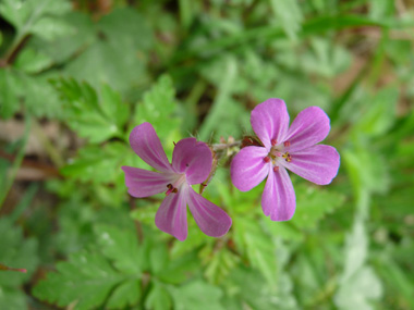 Fleurs généralement roses mais pouvant exceptionnellement être rouges voire blanches. Groupées par 2, on notera que ses étamines sont rouges. Agrandir dans une nouvelle fenêtre (ou onglet)