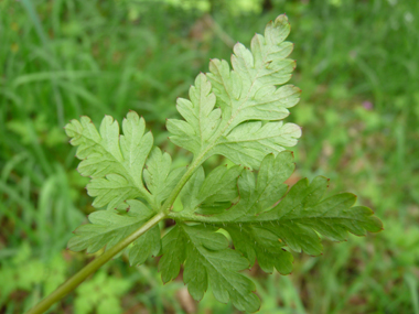 Face inférieure de la feuille. Agrandir dans une nouvelle fenêtre (ou onglet)