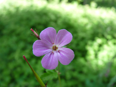 Fleurs généralement roses mais pouvant exceptionnellement être rouges voire blanches. Groupées par 2, on notera que ses étamines sont rouges. Agrandir dans une nouvelle fenêtre (ou onglet)