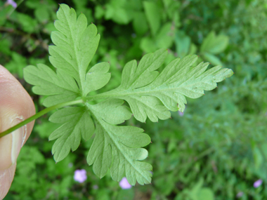 Face inférieure de la feuille. Agrandir dans une nouvelle fenêtre (ou onglet)