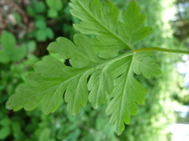 Face inférieure de la feuille. Agrandir dans une nouvelle fenêtre (ou onglet)