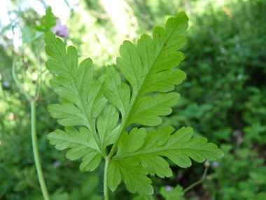 Face inférieure de la feuille. Agrandir dans une nouvelle fenêtre (ou onglet)