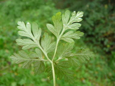 Face inférieure de la feuille. Agrandir dans une nouvelle fenêtre (ou onglet)