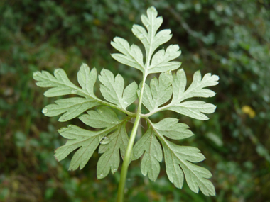 Face inférieure de la feuille. Agrandir dans une nouvelle fenêtre (ou onglet)