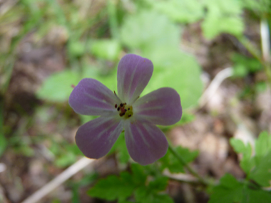 Fleurs généralement roses mais pouvant exceptionnellement être rouges voire blanches. Groupées par 2, on notera que ses étamines sont rouges. Agrandir dans une nouvelle fenêtre (ou onglet)