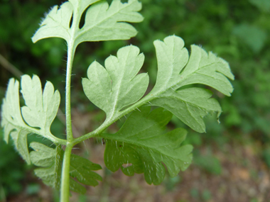 Face inférieure de la feuille. Agrandir dans une nouvelle fenêtre (ou onglet)