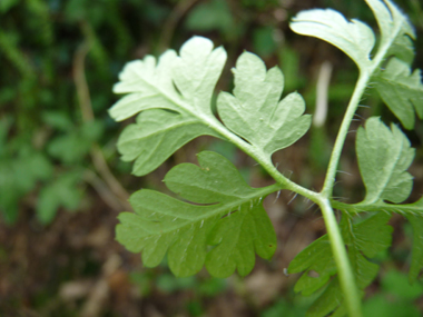 Face inférieure de la feuille. Agrandir dans une nouvelle fenêtre (ou onglet)