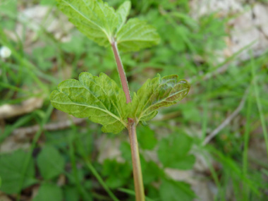 Face inférieure des feuilles. Agrandir dans une nouvelle fenêtre (ou onglet)