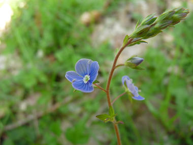 Fleurs bleues d'un centimètre de diamètre présentes à l'aisselle des feuilles et dotées d'un long pédicelle. Agrandir dans une nouvelle fenêtre (ou onglet)