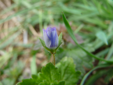 Fleurs bleues d'un centimètre de diamètre présentes à l'aisselle des feuilles et dotées d'un long pédicelle. Agrandir dans une nouvelle fenêtre (ou onglet)