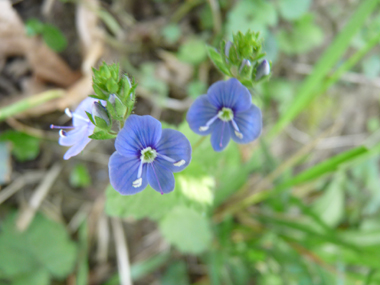 Fleurs bleues d'un centimètre de diamètre présentes à l'aisselle des feuilles et dotées d'un long pédicelle. Agrandir dans une nouvelle fenêtre (ou onglet)