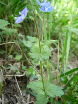 Agrandir dans une nouvelle fenêtre (ou onglet)