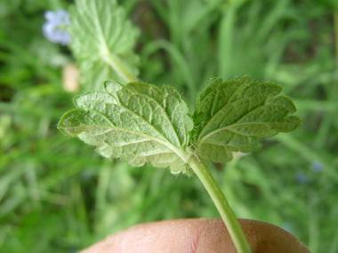 Face inférieure des feuilles. Agrandir dans une nouvelle fenêtre (ou onglet)