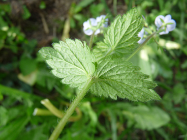 Face inférieure des feuilles. Agrandir dans une nouvelle fenêtre (ou onglet)